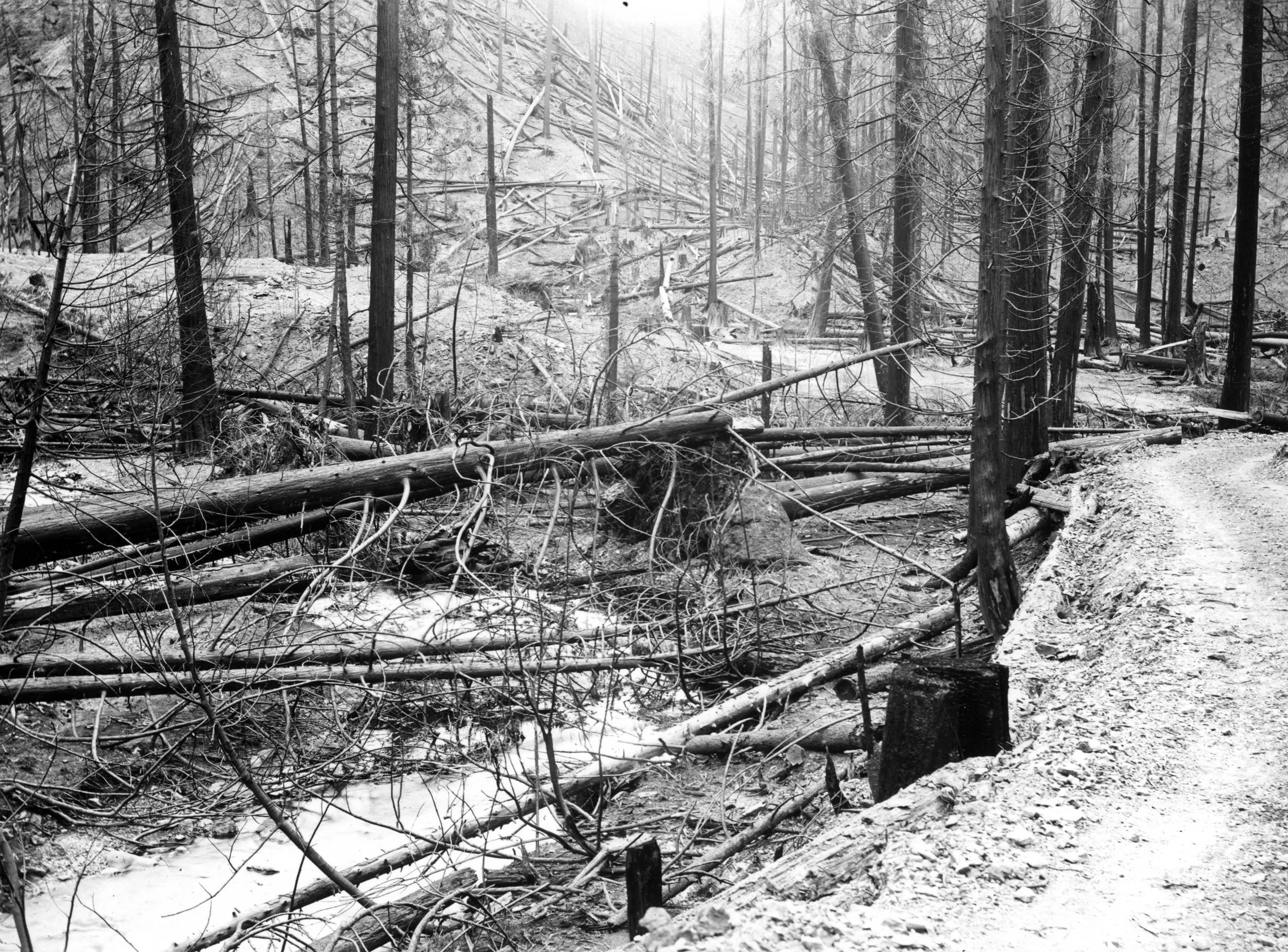 Forest Fire 1910 - Wallace [1910] Placer Creek after the fire.
