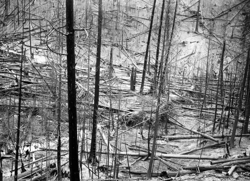 item thumbnail for Forest Fire 1910 - Wallace [1910] Placer Creek after the fire.


