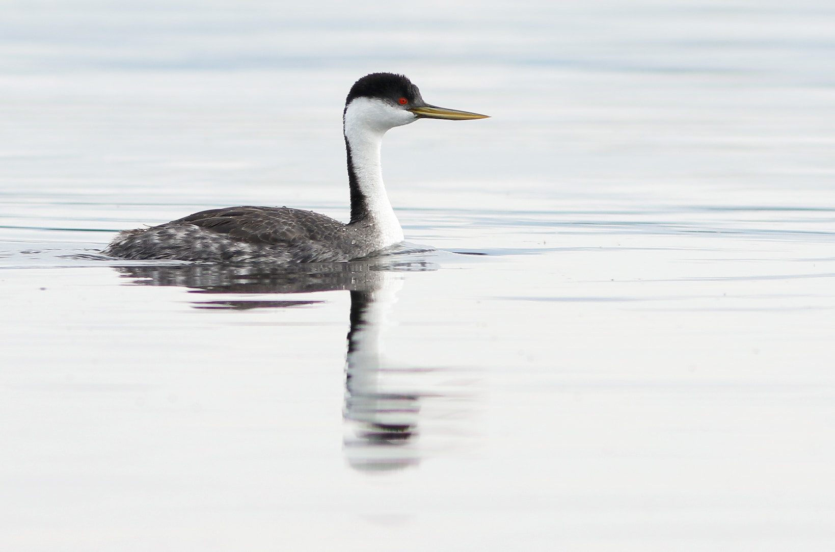grebe with black head, red eye, and white neck, floating on lake with it's reflection