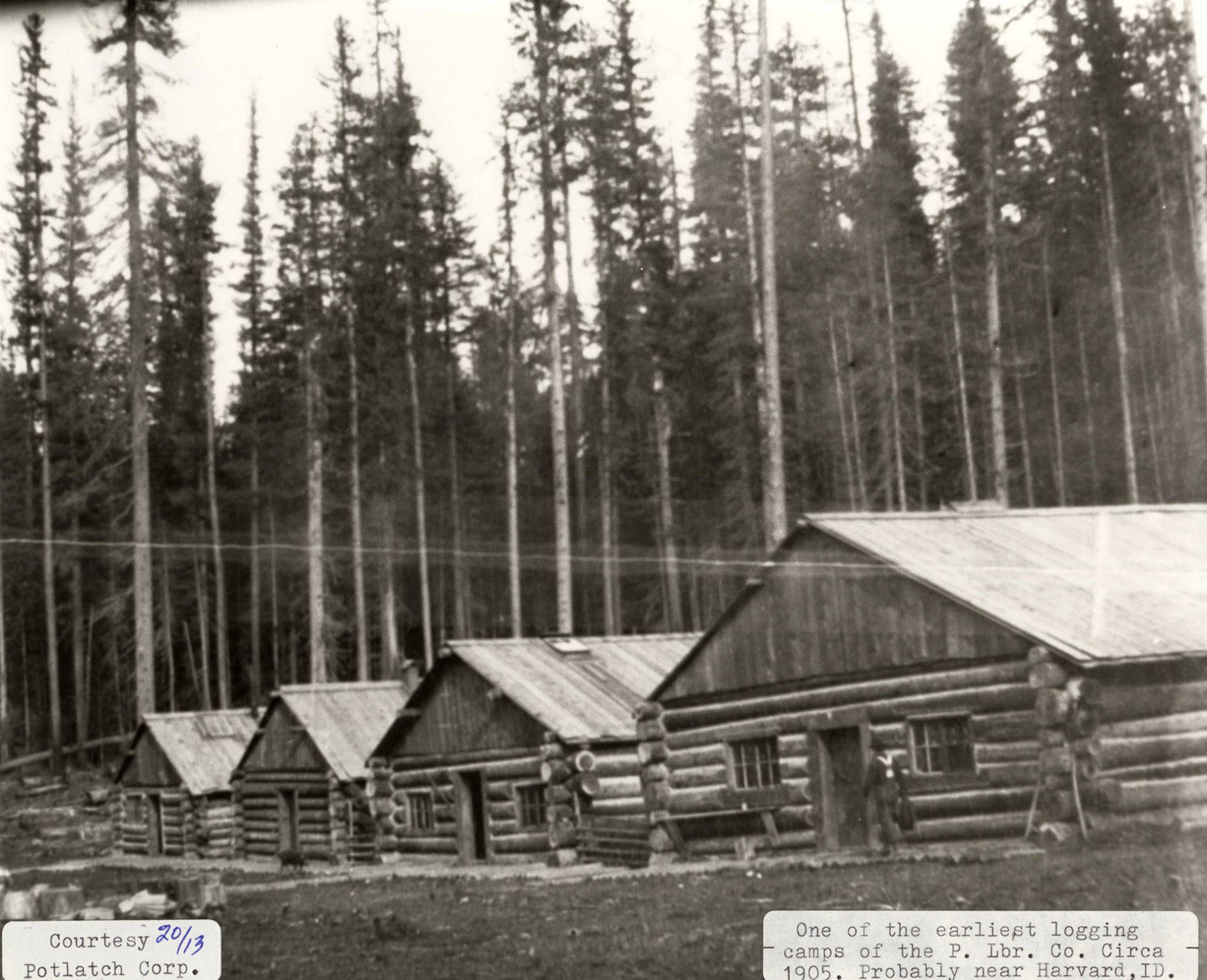 One of the earliest Potlatch Lumber Company logging camps in the Harvard area