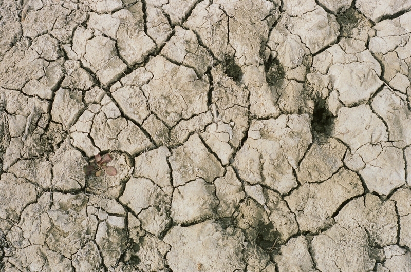 Pawprints and plants growing in mudcracks, Lone Rock Beach