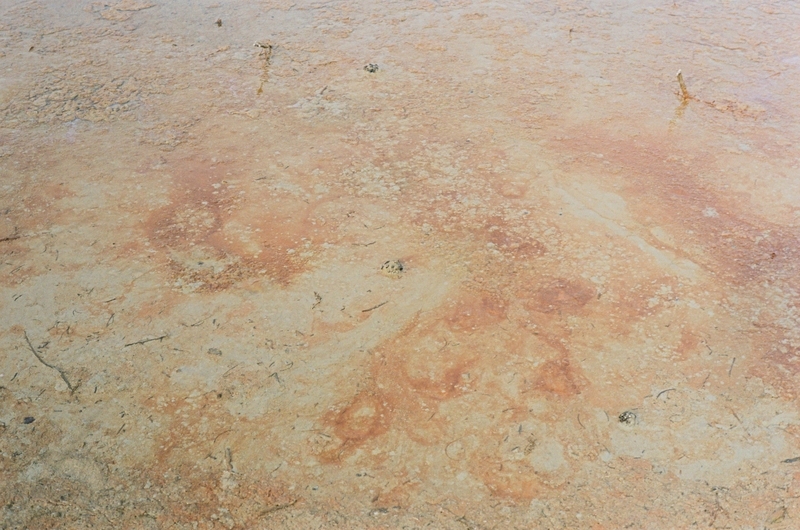Bacterial blooms and muck at Lone Rock
