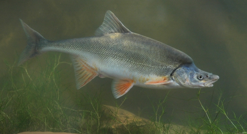 Humpback Chub