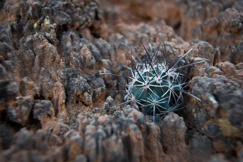 Soil crust helps plants grow, like this tiny fish hook cactus.