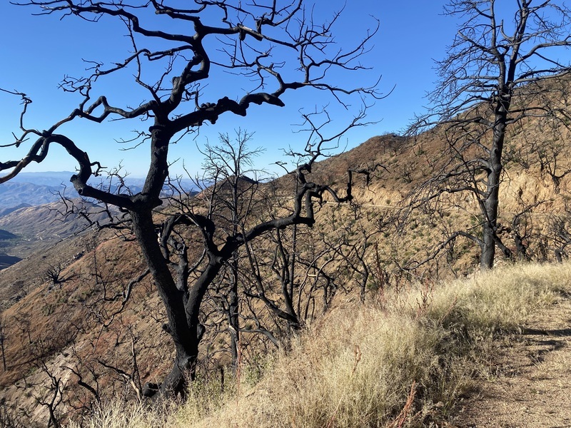 Scorched trees from the Pinal Mountain fire of 2017