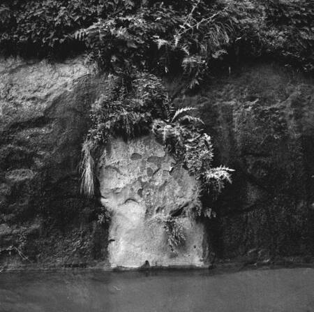 Ferns in Grotto Canyon