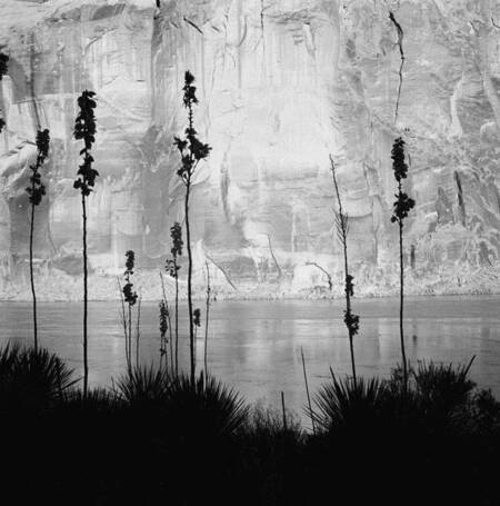 Yucca blossoms in front of cliff wall