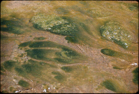 Green algae