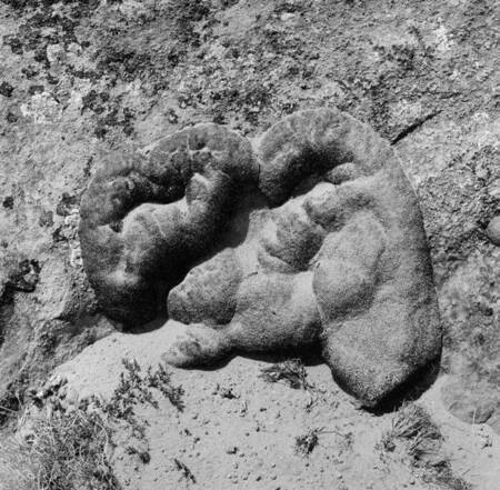 Potential coprolite specimen