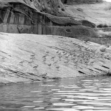 Shore birds at Lake Powell