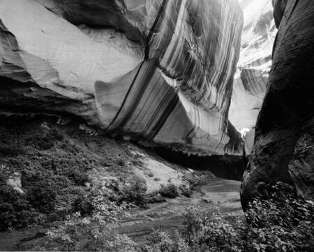 Microbial varnish and streambed vegetation in the canyon leading to Cathedral in the Desert