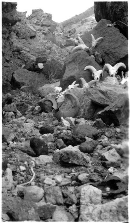 Bighorn sheep skulls
