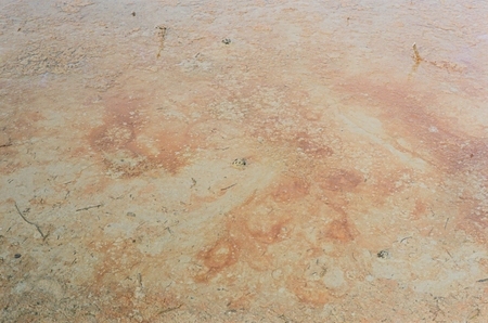 Bacterial blooms and muck at Lone Rock