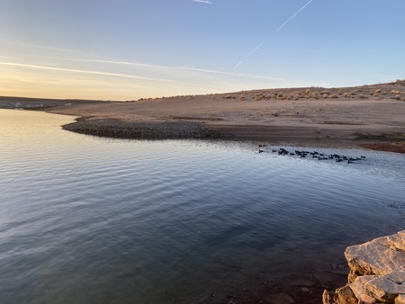 American Coots gather in a cove at Lake Powell