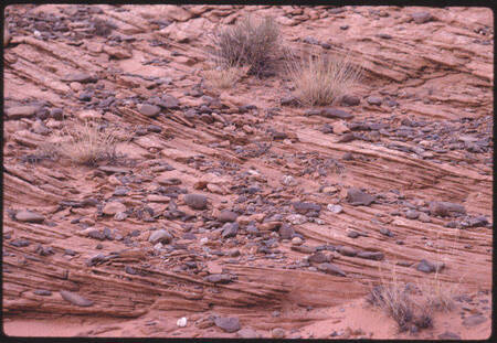 Stones and grasses on the shores of Lake Powell