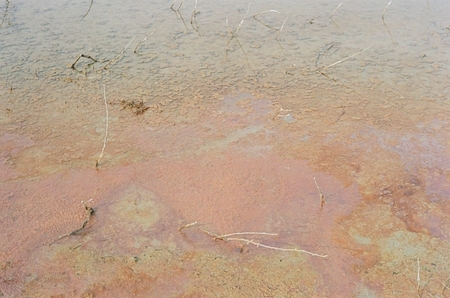 Bacterial blooms and muck at Lone Rock