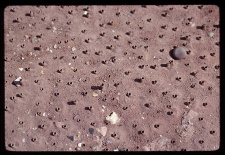 Sand Bees