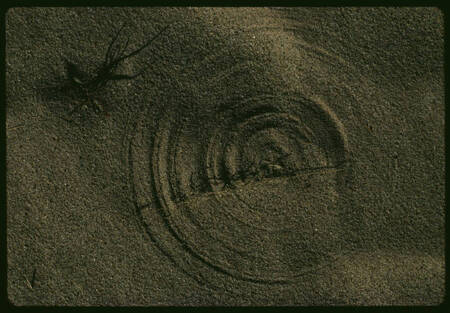 Circular patterns in the sand