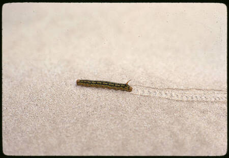 Caterpiller in sand