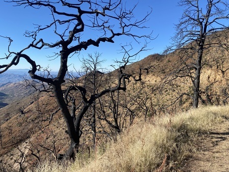 Scorched trees from the Pinal Mountain fire of 2017