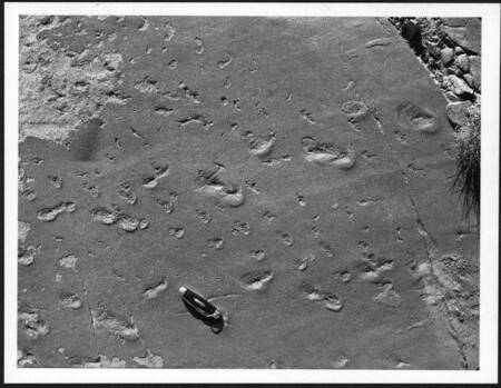 Tracks in sandstone