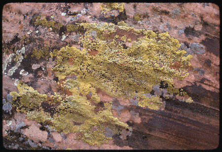 Lichen on a sandstone wall