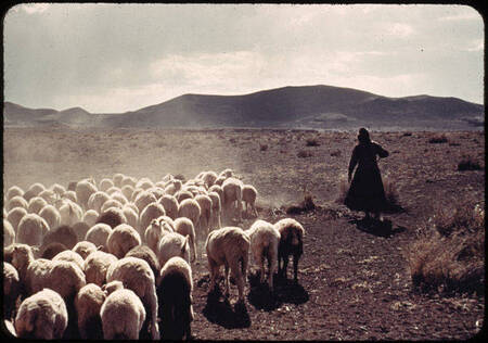 Navajo sheep herder