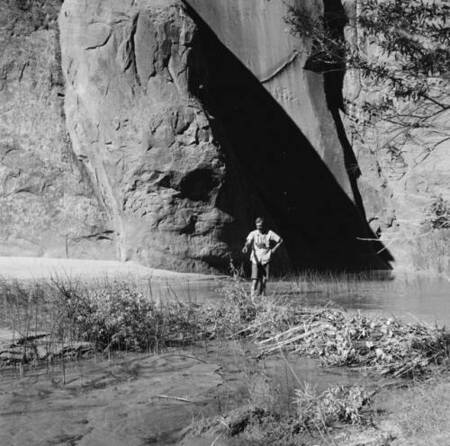 Beaver dam in Glen Canyon