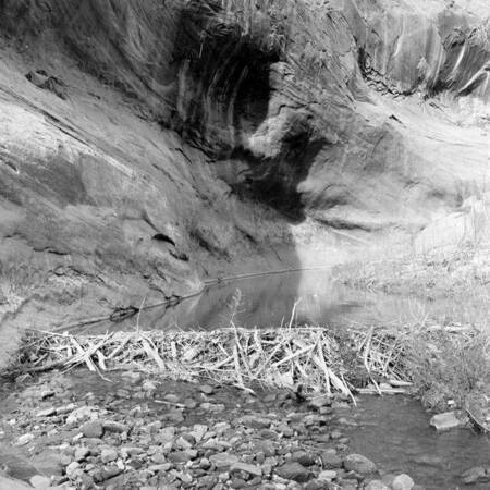 Beaver dam at Moqui Canyon