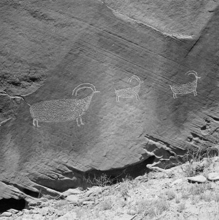 Animal petroglyphs at mouth of Twilight Canyon