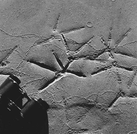 Great blue heron tracks