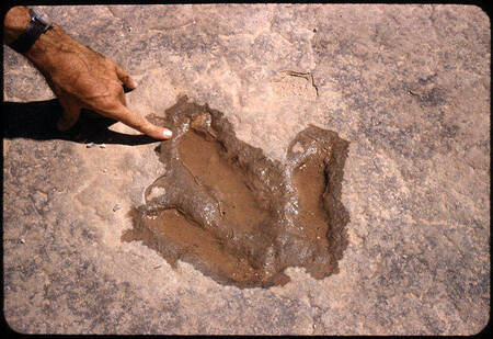 Dinosaur track