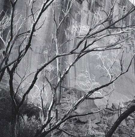 Burnt cottonwood tree in front of tapestry wall