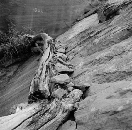 Navajo sheep trail in West Canyon