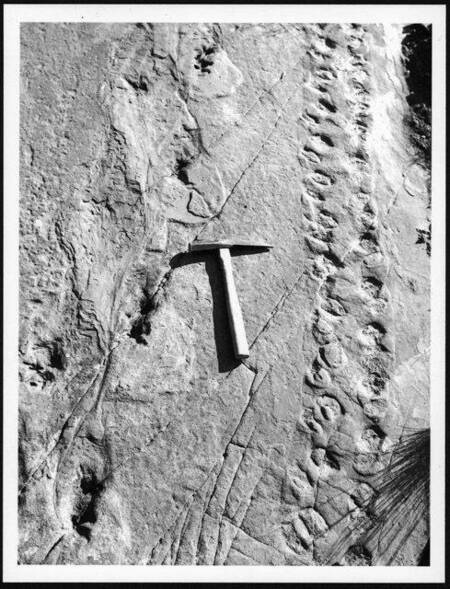 Tracks in sandstone