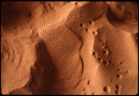 Tracks in the sand