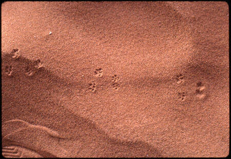 Tracks in the sand