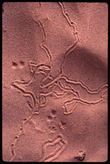 Tracks in the sand