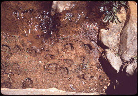 Bighorn sheep tracks