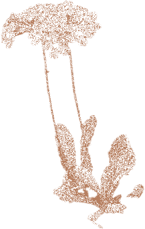 Biota