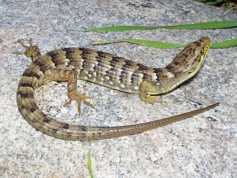 item thumbnail for Southern Alligator Lizard On Rock