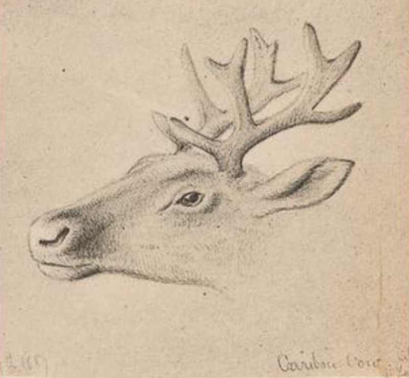 item thumbnail for Caribou Head by W. Holberton 