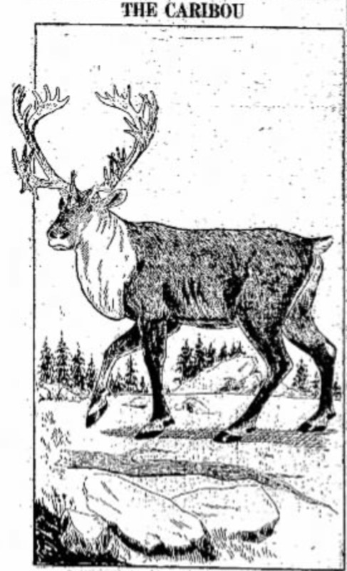 item thumbnail for Caribou from Daily Inter Lake (1933)
