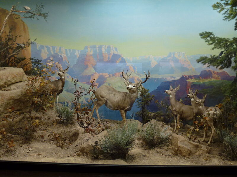 item thumbnail for Los Angeles County Museum of Natural History