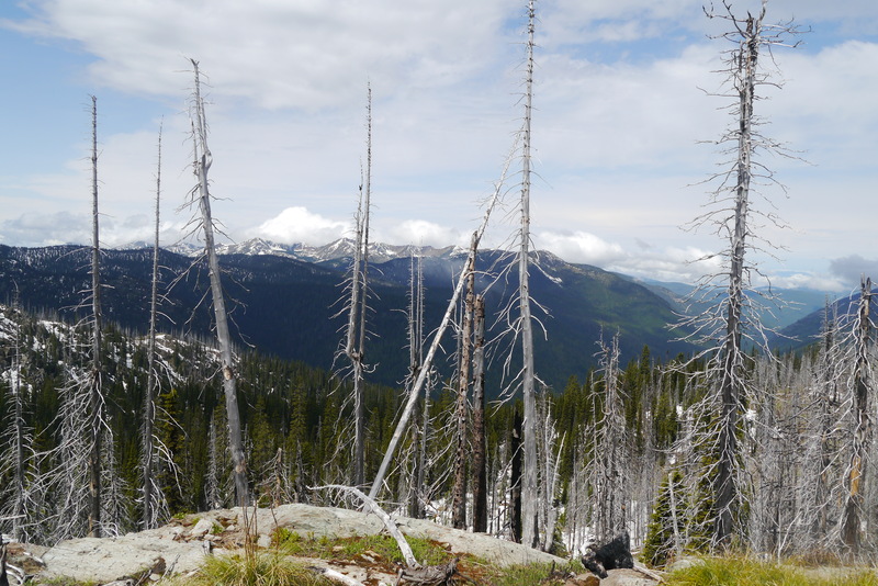 item thumbnail for Standing Dead Trees