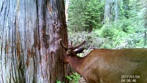 Bull Elk Investigates