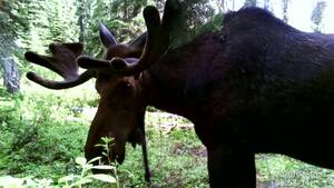 Bull moose stands in front of game camera revealing shoulder, bell.