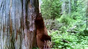 Cinnamon bear rubs cedar tree