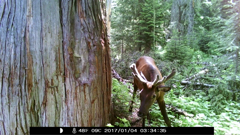 item thumbnail for Bull Elk Close Up