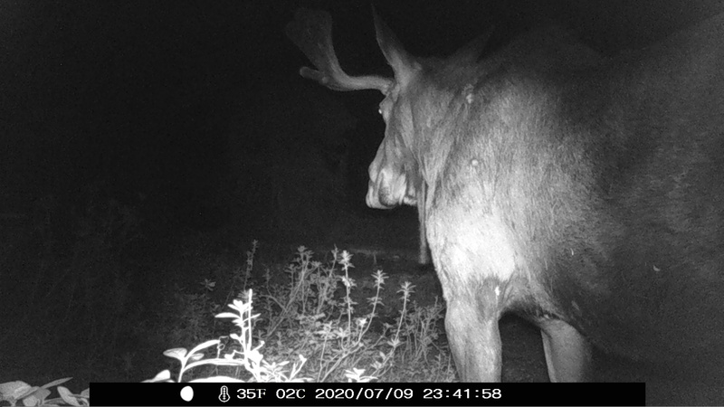 item thumbnail for Bull Moose at Night